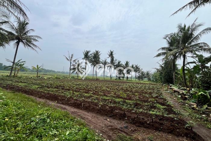 Untuk Dijual Tanah di Sindang Jaya Tangerang Luas 105m2 SHM Untuk Dijual Tanah di Sindang Jaya Tangerang Luas 105m2 SHM