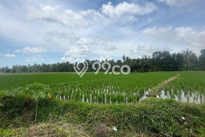 Tanah Dijual Lokasi Kediri Tabanan SHM Tanah Dijual Lokasi Kediri Tabanan SHM