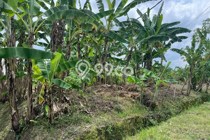 Kavling Tanah Dijual di Kediri, Tabanan, Luas 150m2 Area Strategis Kavling Tanah Dijual di Kediri, Tabanan, Luas 150m2 Area Strategis