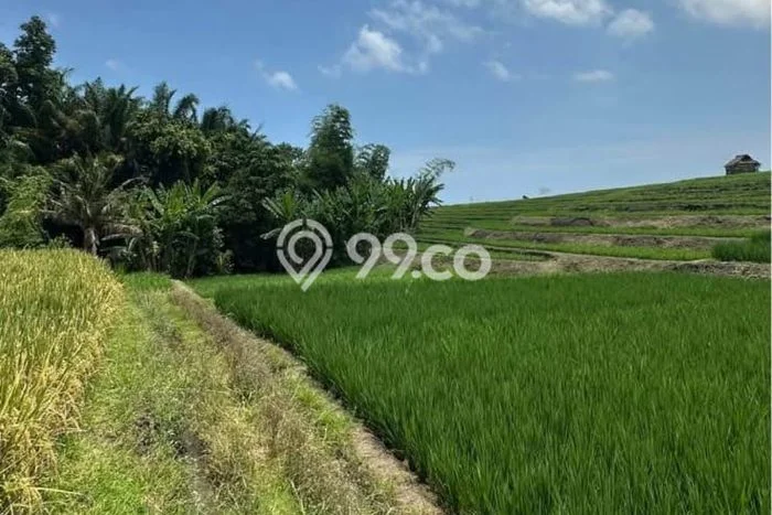 Dijual Tanah di Kediri Tabanan Luas 100m2 SHM Dijual Tanah di Kediri Tabanan Luas 100m2 SHM