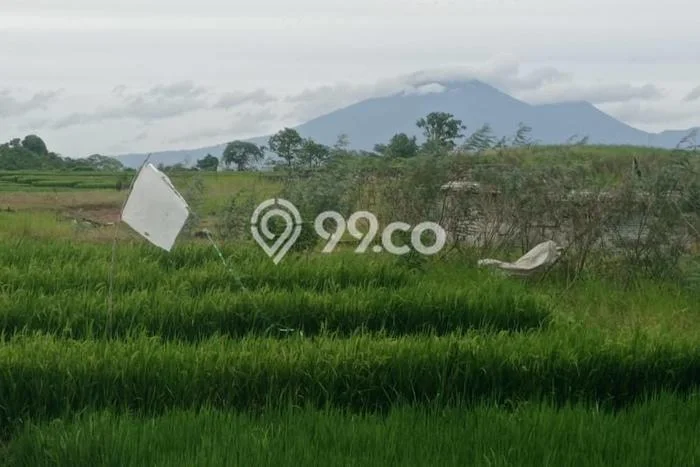 Dijual Tanah di Kediri Tabanan Luas 100m2 SHM Dijual Tanah di Kediri Tabanan Luas 100m2 SHM