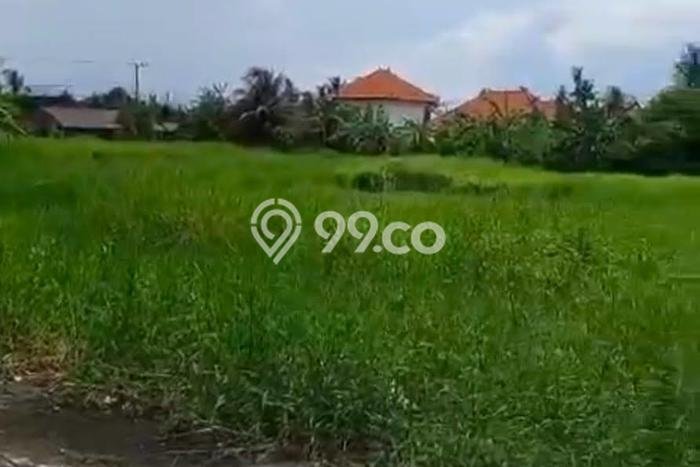 Untuk Dijual Tanah di Kediri Tabanan Luas 1500m2 SHM Untuk Dijual Tanah di Kediri Tabanan Luas 1500m2 SHM