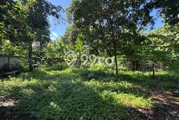 Dijual Tanah 770m2 di Lovina, Buleleng Dijual Tanah 770m2 di Lovina, Buleleng