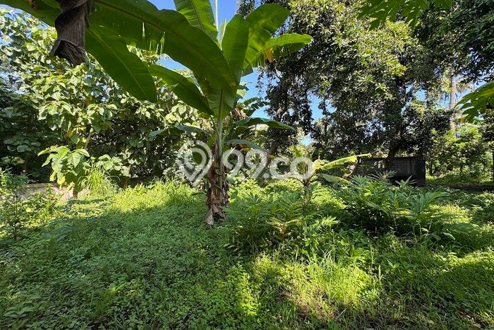 Dijual Tanah 770m2 di Lovina, Buleleng Dijual Tanah 770m2 di Lovina, Buleleng