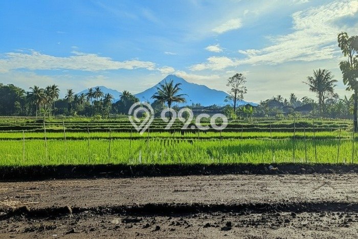 Tanah Kavling Dijual di Yogyakarta dengan Spesifikasi 139m2 Tanah Kavling Dijual di Yogyakarta dengan Spesifikasi 139m2