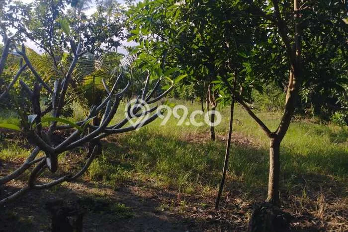 Kavling Tanah untuk Dijual di Kedungu, Tabanan, Luas 1060m2 Kavling Tanah untuk Dijual di Kedungu, Tabanan, Luas 1060m2