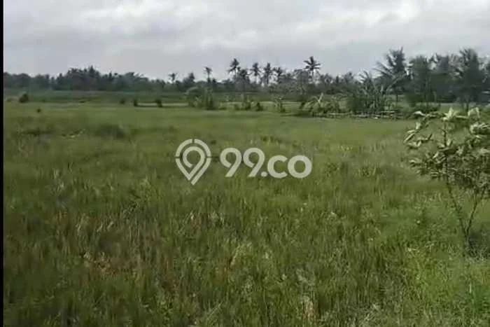 Lahan Dijual Lokasi Strategis di Tabanan dengan Luas 1000m2 Lahan Dijual Lokasi Strategis di Tabanan dengan Luas 1000m2