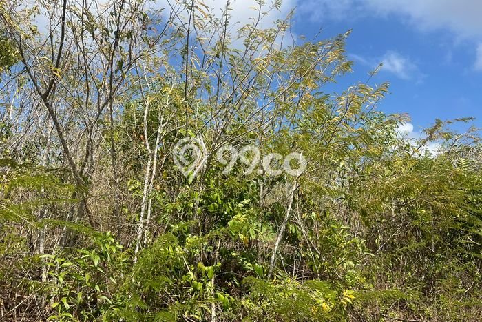 Lahan Dijual Lokasi Strategis di Badung dengan Luas 5000m2 Lahan Dijual Lokasi Strategis di Badung dengan Luas 5000m2