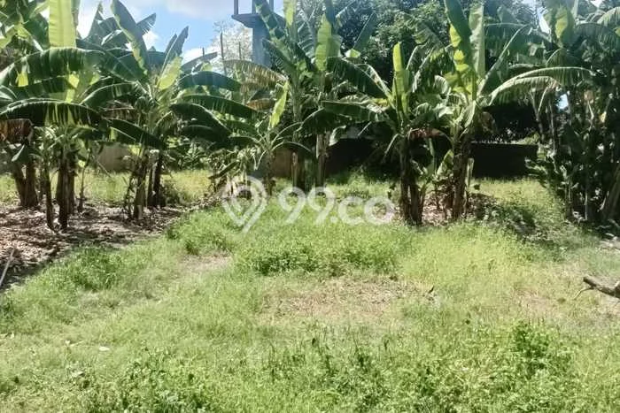 Tanah Dijual Area Strategis di Umalas Badung 1276m2 Tanah Dijual Area Strategis di Umalas Badung 1276m2