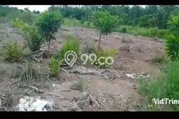Jarang Ada! Tanah di Kapuas Kuala Punya Luas 19960m2 SHM Jarang Ada! Tanah di Kapuas Kuala Punya Luas 19960m2 SHM
