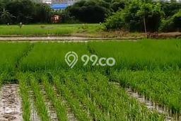 Untuk Dijual Tanah di Subang Kuningan Luas 45000m2 SHM Untuk Dijual Tanah di Subang Kuningan Luas 45000m2 SHM