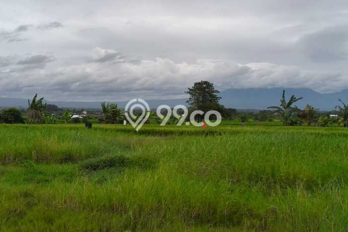 Tanah Investasi Dijual di Tabanan Punya Luas 300m2 Tanah Investasi Dijual di Tabanan Punya Luas 300m2