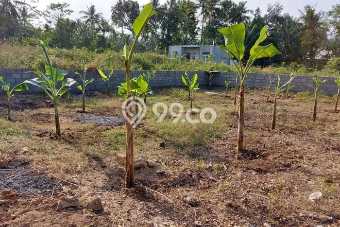 Tanah untuk Dijual di Temon Kulon Progo Luas 260m2 Tanah untuk Dijual di Temon Kulon Progo Luas 260m2