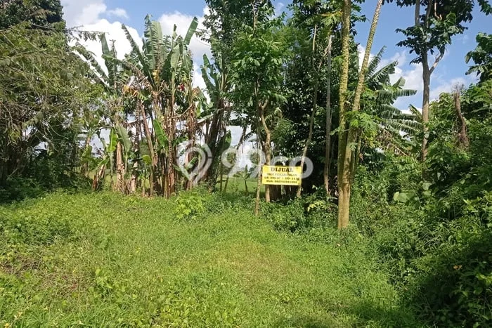 Tanah Dijual Lokasi Prambanan, Klaten dengan Luas Tanah 220m2 dan Status SHM Tanah Dijual Lokasi Prambanan, Klaten dengan Luas Tanah 220m2 dan Status SHM