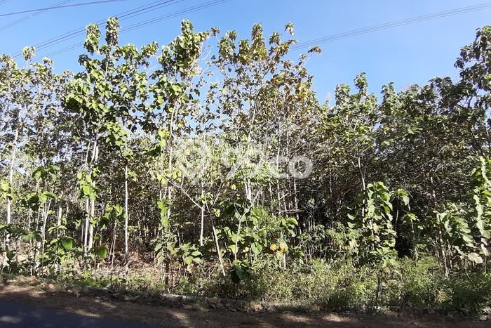 Tanah Dijual Lokasi Pajangan, Bantul Luas 2782m2 Legalitas Aman Tanah Dijual Lokasi Pajangan, Bantul Luas 2782m2 Legalitas Aman