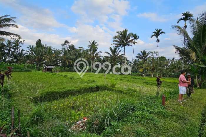 Tanah Dijual Lokasi Payangan, Gianyar dengan Luas Tanah 5185m2 dan Status SHM Tanah Dijual Lokasi Payangan, Gianyar dengan Luas Tanah 5185m2 dan Status SHM
