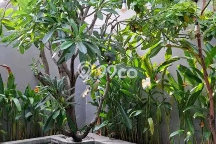 Dijual Rumah Mewah Exclusive di Sambikerep, Surabaya Dijual Rumah Mewah Exclusive di Sambikerep, Surabaya