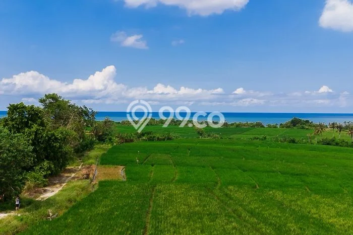 Tanah Kavling Dijual di Tabanan dengan Spesifikasi 4000m2 Tanah Kavling Dijual di Tabanan dengan Spesifikasi 4000m2
