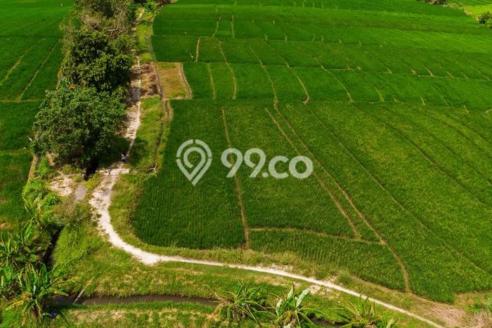 Tanah Kavling Dijual di Tabanan dengan Spesifikasi 4000m2 Tanah Kavling Dijual di Tabanan dengan Spesifikasi 4000m2