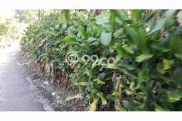 Dijual Tanah Lokasi Dago, Bandung Seluas 1884m2 Dijual Tanah Lokasi Dago, Bandung Seluas 1884m2