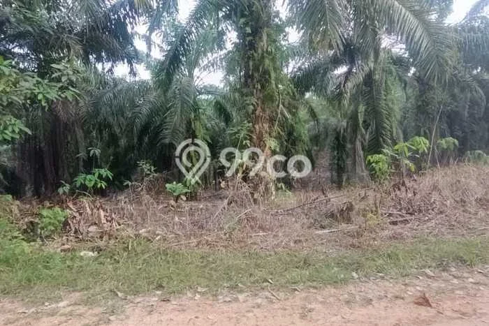 Jarang Ada! Tanah di Penajam Punya Luas 50760m2 SHM Jarang Ada! Tanah di Penajam Punya Luas 50760m2 SHM