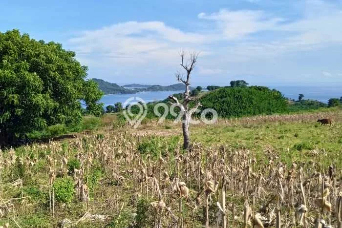 Tanah Kavling di Sekotong Dijual dengan Luas 250000m2 Tanah Kavling di Sekotong Dijual dengan Luas 250000m2