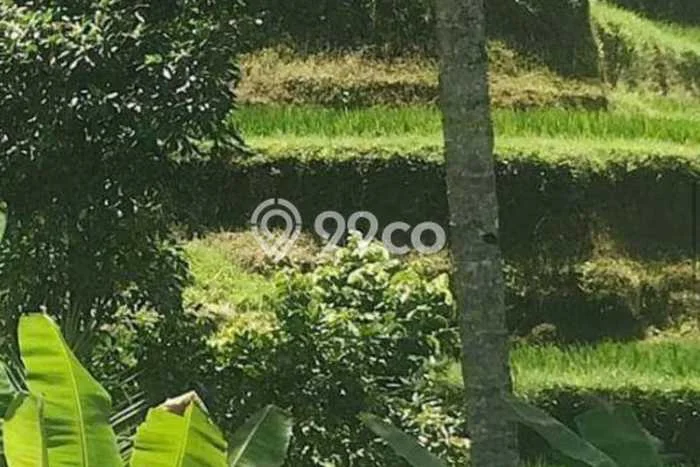 Lahan Investasi Lokasi Payangan Gianyar SHM Lahan Investasi Lokasi Payangan Gianyar SHM