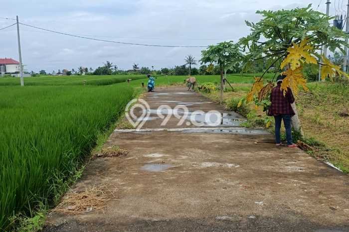 Dijual Tanah 500m2 di Belalang, Tabanan Dijual Tanah 500m2 di Belalang, Tabanan