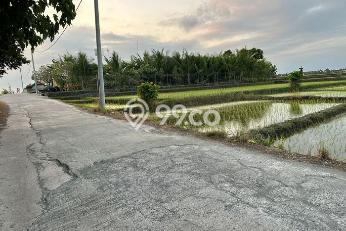 Tanah Kavling Dijual di Beraban, Tabanan dengan Luas Tanah 870m2 Tanah Kavling Dijual di Beraban, Tabanan dengan Luas Tanah 870m2