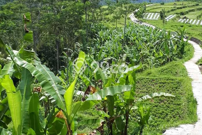 Lahan Investasi Lokasi Payangan Gianyar SHM Lahan Investasi Lokasi Payangan Gianyar SHM