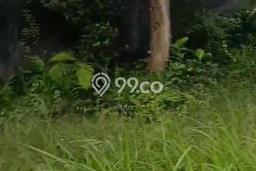 Dijual Tanah 6200m2 di Sayan, Gianyar Dijual Tanah 6200m2 di Sayan, Gianyar