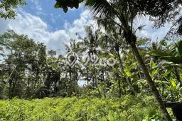 Dijual Tanah Lokasi Keliki, Gianyar Seluas 2000m2 Dijual Tanah Lokasi Keliki, Gianyar Seluas 2000m2