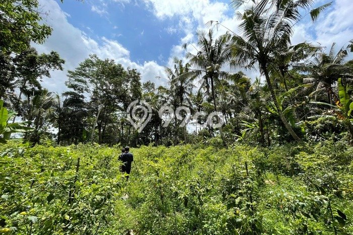 Dijual Tanah Lokasi Keliki, Gianyar Seluas 2000m2 Dijual Tanah Lokasi Keliki, Gianyar Seluas 2000m2