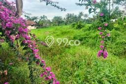 Tanah Kavling di Ubud Dijual dengan Luas 1600m2 Tanah Kavling di Ubud Dijual dengan Luas 1600m2