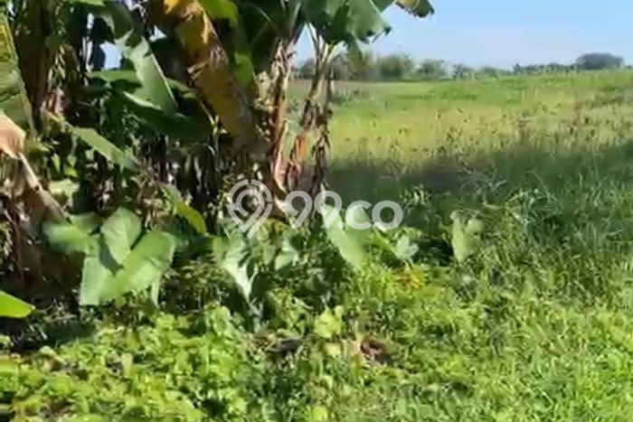 Dijual Tanah Lokasi Kedungu, Tabanan Seluas 885m2 Dijual Tanah Lokasi Kedungu, Tabanan Seluas 885m2