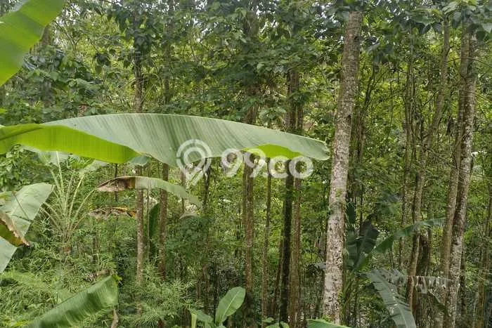 Tanah Dijual Area Strategis di Kelusa Gianyar 2500m2 Tanah Dijual Area Strategis di Kelusa Gianyar 2500m2