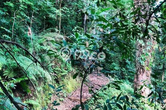 Dijual Tanah di Payangan Gianyar Luas 8700m2 SHM Dijual Tanah di Payangan Gianyar Luas 8700m2 SHM