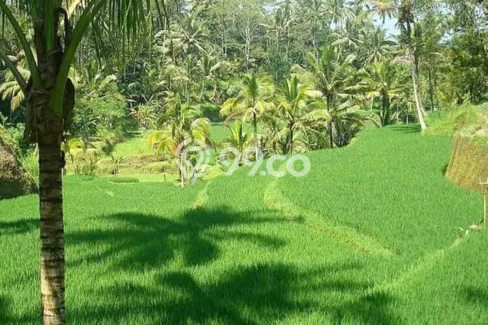 Lahan Investasi Lokasi Payangan Gianyar SHM Lahan Investasi Lokasi Payangan Gianyar SHM