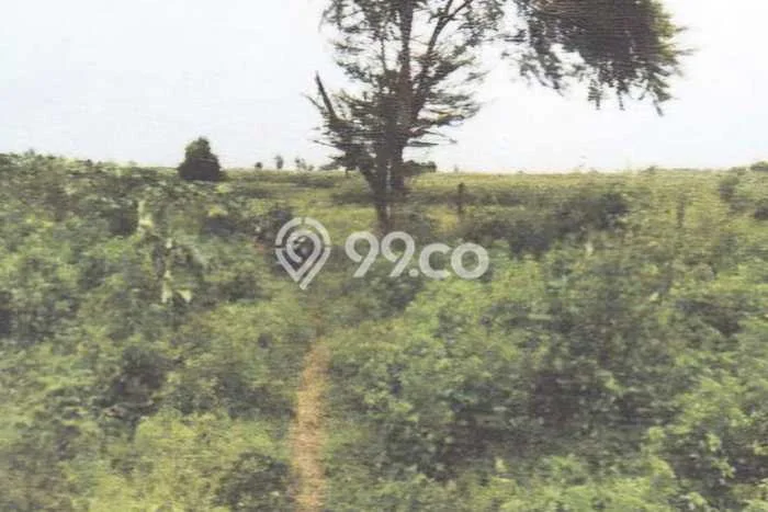 Tanah Dijual Lokasi Tuban, Tuban Luas 14540m2 Legalitas Aman Tanah Dijual Lokasi Tuban, Tuban Luas 14540m2 Legalitas Aman