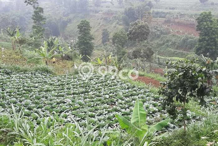 Jarang Ada! Tanah di Cisarua Punya Luas 24266m2 SHM Jarang Ada! Tanah di Cisarua Punya Luas 24266m2 SHM