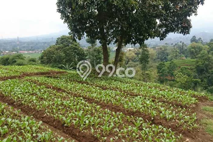Tanah Komersial Dijual di Pangalengan Bandung 2770m2 Tanah Komersial Dijual di Pangalengan Bandung 2770m2