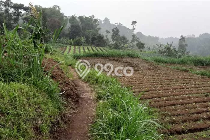 Jarang Ada! Tanah di Cisarua Punya Luas 24266m2 SHM Jarang Ada! Tanah di Cisarua Punya Luas 24266m2 SHM