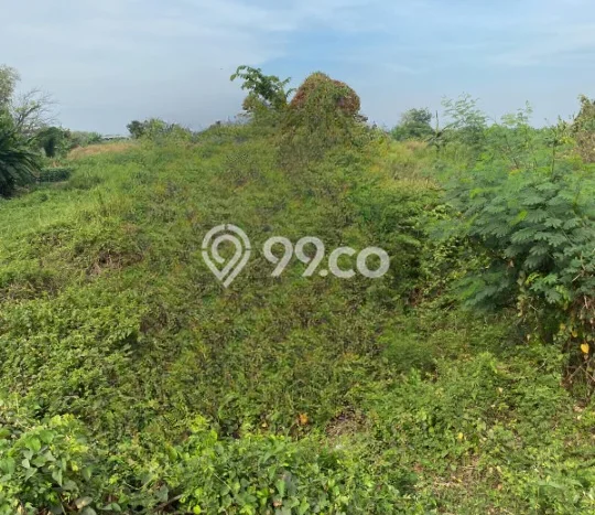 Tanah Dijual Lokasi Gresik, Gresik Luas 29000m2 Legalitas Aman Tanah Dijual Lokasi Gresik, Gresik Luas 29000m2 Legalitas Aman