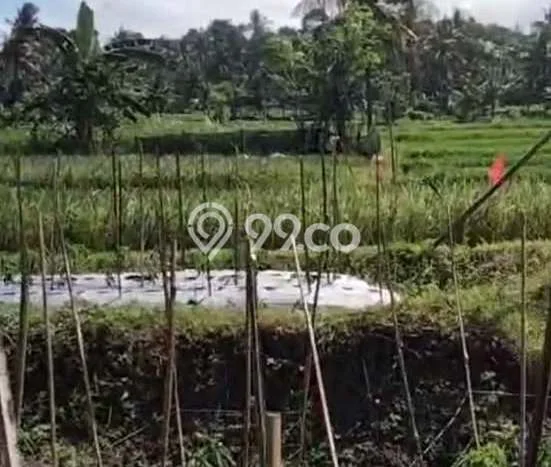 Lahan untuk Dijual di Giri Banyuwangi Luas 1300m2 Lahan untuk Dijual di Giri Banyuwangi Luas 1300m2