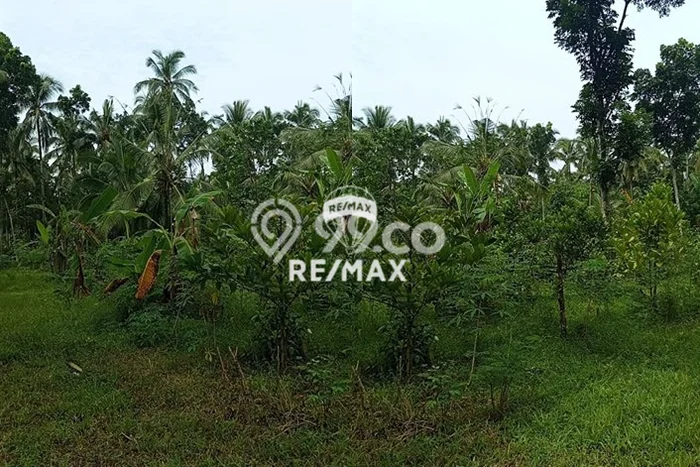 Dijual Tanah di Kalipuro Banyuwangi Luas 2630m2 SHM Dijual Tanah di Kalipuro Banyuwangi Luas 2630m2 SHM
