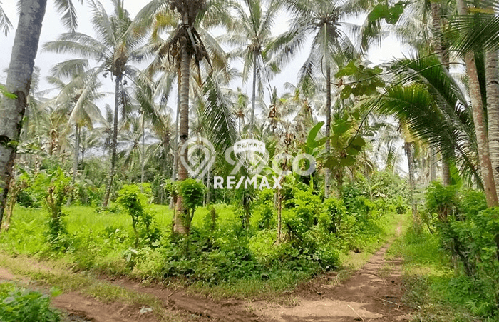 Jarang Ada! Tanah di Kalipuro Punya Luas 38000m2 SHM Jarang Ada! Tanah di Kalipuro Punya Luas 38000m2 SHM