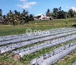 Lahan untuk Dijual di Giri Banyuwangi Luas 1300m2 Lahan untuk Dijual di Giri Banyuwangi Luas 1300m2