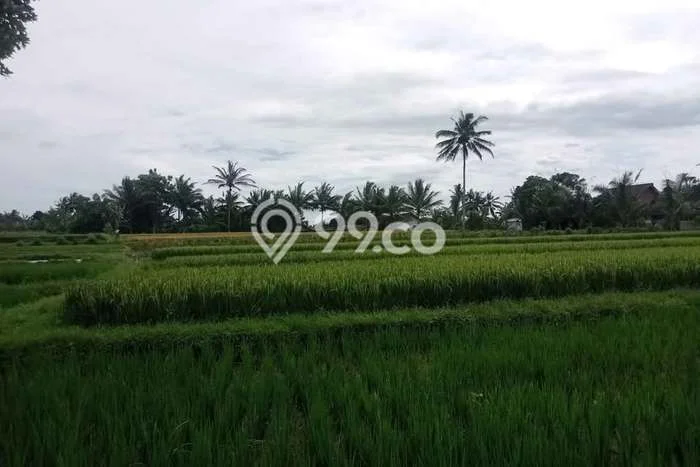 Tanah untuk Dijual di Glagah Banyuwangi Luas 650m2 Tanah untuk Dijual di Glagah Banyuwangi Luas 650m2