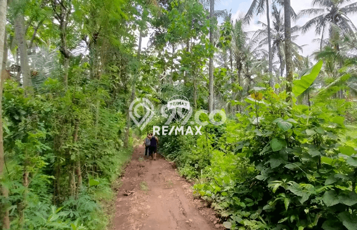 Jarang Ada! Tanah di Kalipuro Punya Luas 38000m2 SHM Jarang Ada! Tanah di Kalipuro Punya Luas 38000m2 SHM
