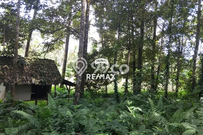 Tanah di Licin, Banyuwangi Luas 1427m2 Dijual Segera Tanah di Licin, Banyuwangi Luas 1427m2 Dijual Segera